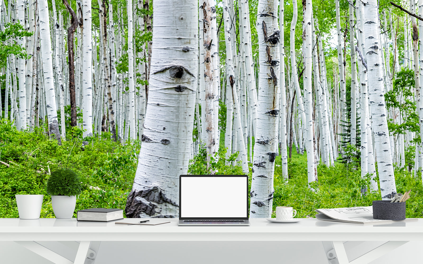 A breath of fresh air, with the rich textures of a birch forest.
